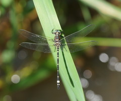 Eusynthemis brevistyla