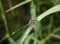 Eusynthemis brevistyla