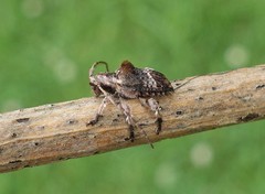 Hybolasius crista