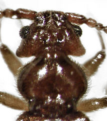 Sagola genalis