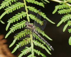 Eusynthemis brevistyla