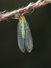 Ebrechtella pseudovatia