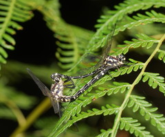 Eusynthemis brevistyla
