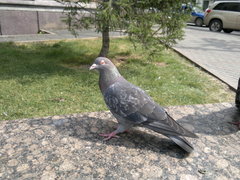 Columba livia