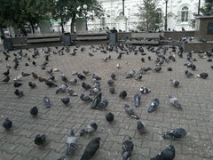 Columba livia