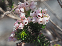 Erica pulvinata