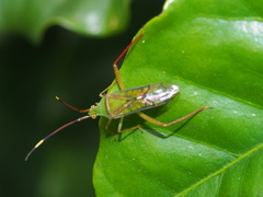 Hyalopeplus spinosus