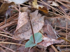 Neottia bifolia