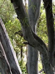 Leptospermum madidum