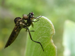 Homalocnemis