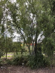 Leptospermum madidum