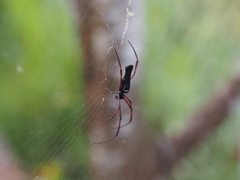 Nephila
