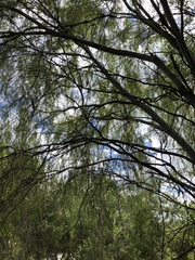 Leptospermum madidum