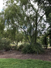 Leptospermum madidum
