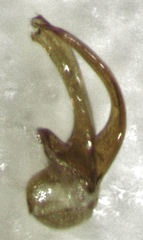 Sagola genalis