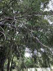 Leptospermum madidum