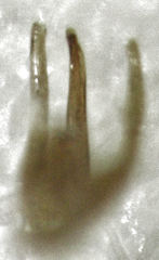 Sagola genalis