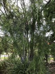 Leptospermum madidum