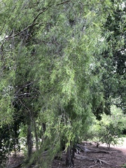 Leptospermum madidum