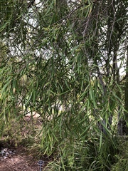 Leptospermum madidum