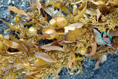 Sargassum sinclairii