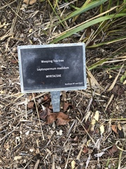 Leptospermum madidum