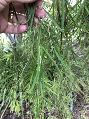 Leptospermum madidum