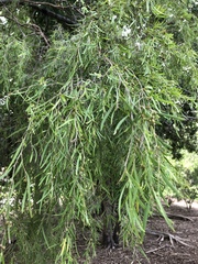 Leptospermum madidum