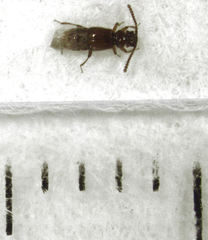 Sagola genalis