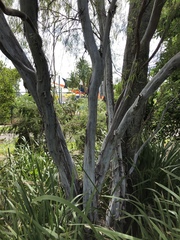 Leptospermum madidum