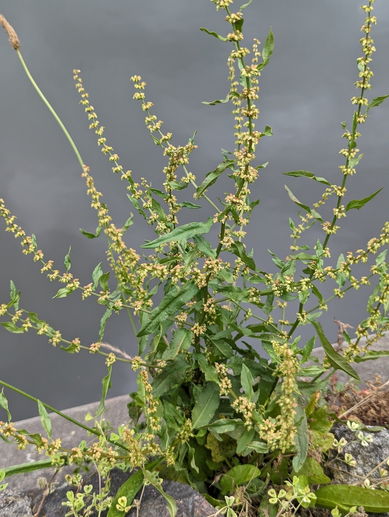 Rumex conglomeratus — a medium houseplant, prefers full sun light
