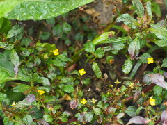 Ludwigia perennis