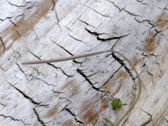 Epilobium nummulariifolium