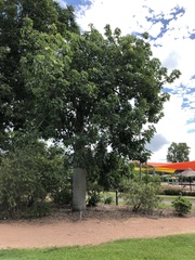 Brachychiton australis