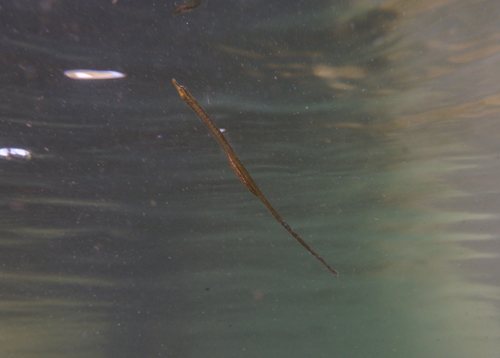 Deep-bodied pipefish (Kaupus costatus) — Syngnathidae — 4