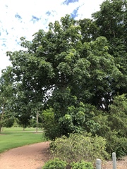 Brachychiton australis