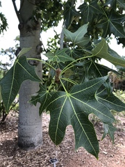 Brachychiton australis