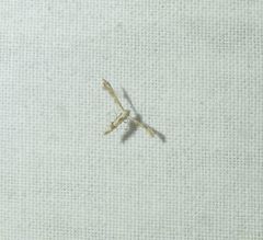 Nippoptilia cinctipedalis