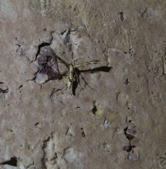 Nippoptilia cinctipedalis