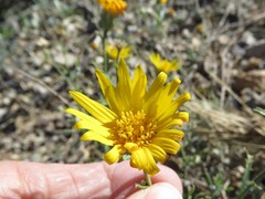 Xanthisma spinulosum chihuahuana