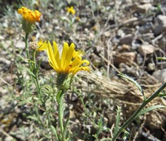 Xanthisma spinulosum chihuahuana