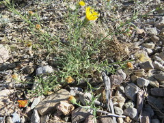 Xanthisma spinulosum chihuahuana