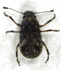 Eugonissus conulus