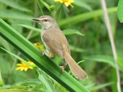 Prinia subflava pondoensis