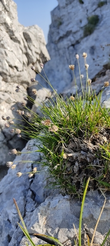 Sesleriella sphaerocephala