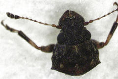 Eugonissus conulus
