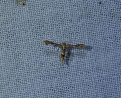 Nippoptilia cinctipedalis