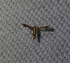 Nippoptilia cinctipedalis