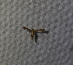 Nippoptilia cinctipedalis