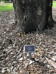 Eucalyptus raveretiana